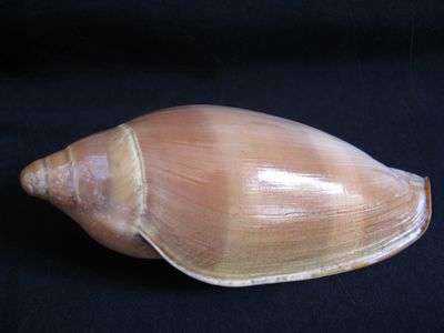 Rare!  Deep sea shell Afrivoluta Pringlei