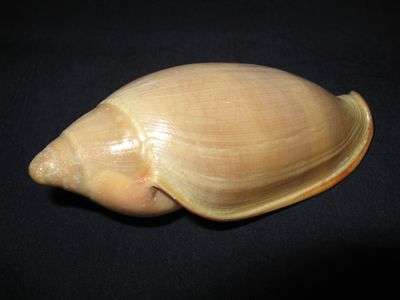 Rare! Stunning Deep sea shell Afrivoluta Pringlei
