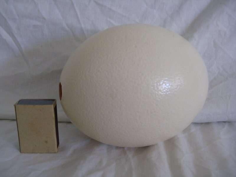 OSTRICH EGG.