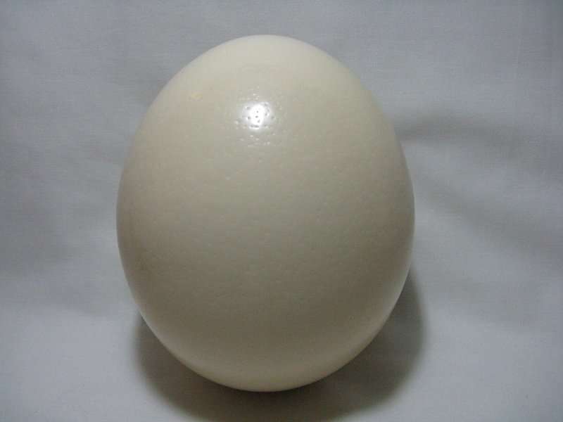 PLAIN OSTRICH EGG. H = +/- 18cm. (P&P=R33).