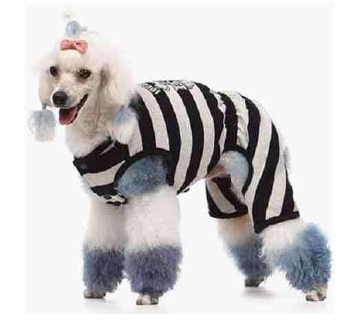 Cute Dog Dress
