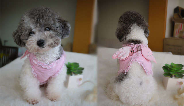Angel Wing Dog Lead (S)