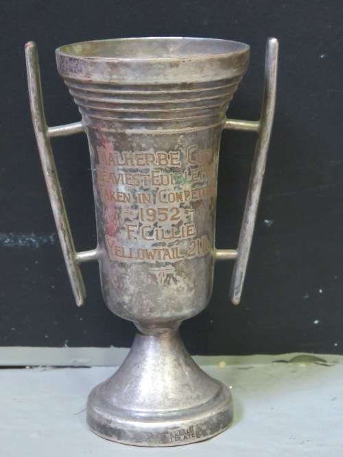 1952 Malherbe cup for fishing awarded to F.Cillie for Yellowtail of 21 pounds