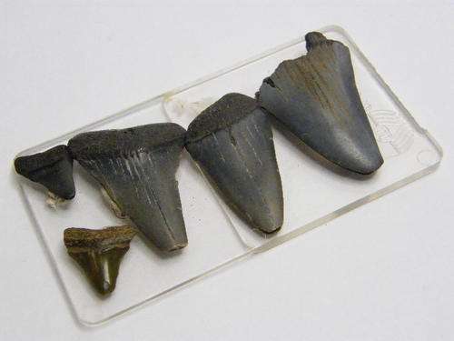 Fossilised Shark Teeth - as per photo