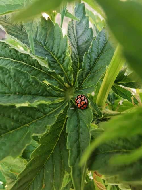 3 Fem Cannabis Seeds