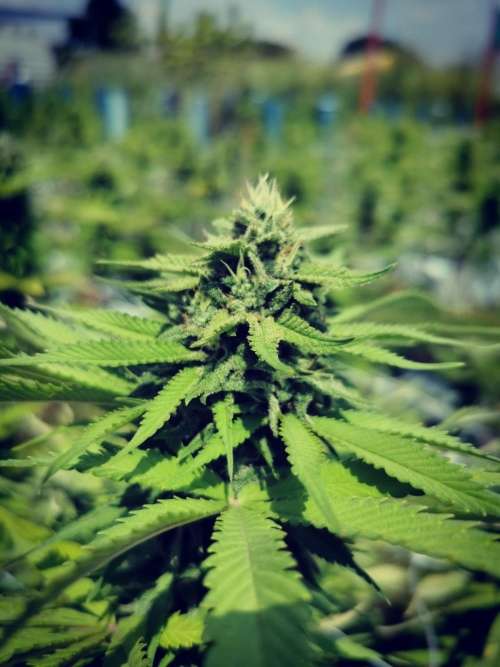 3 Fem Cannabis Seeds