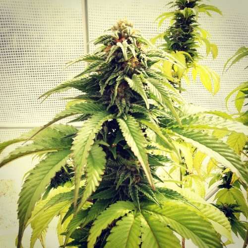 3 Fem Cannabis Seeds