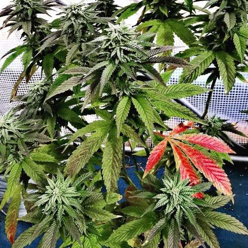 3 Fem Cannabis Seeds