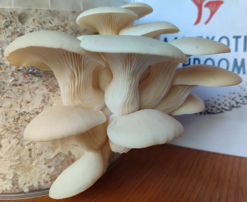 White oyster mushroom grow kit (2.5L/1.25kg)