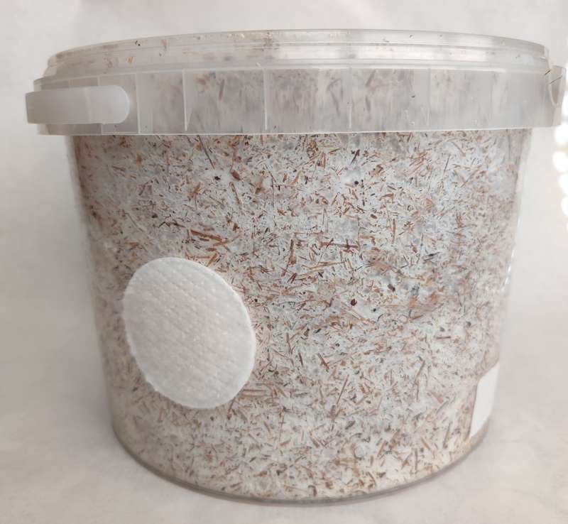 White oyster mushroom grow kit (2.5L/1.25kg)