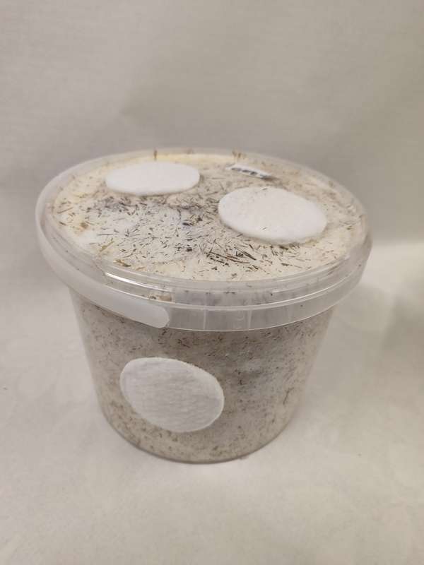 Oyster Mushroom Variety pack grow kits (3x2.5L)