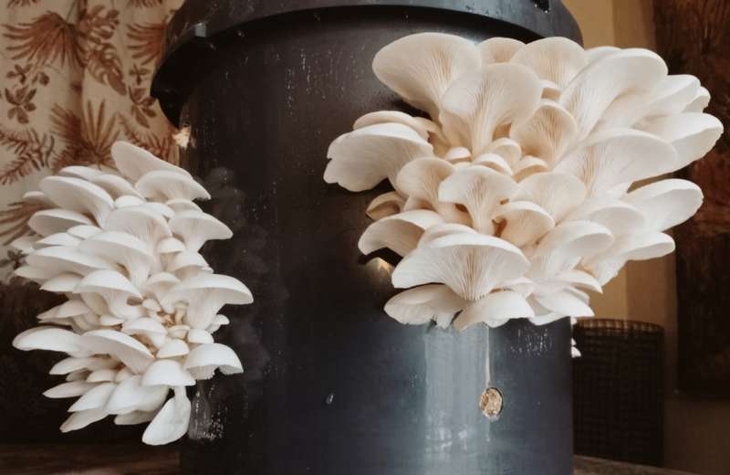 White oyster mushroom grow kit (20L/10kg)