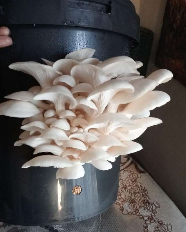White oyster mushroom grow kit (20L/10kg)