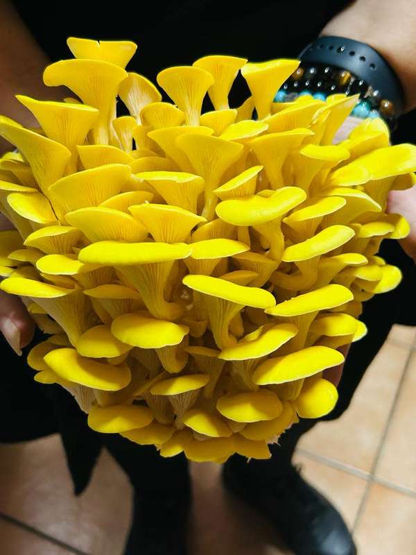 Golden Oyster Mushroom Grow Kit (20L/10kg)