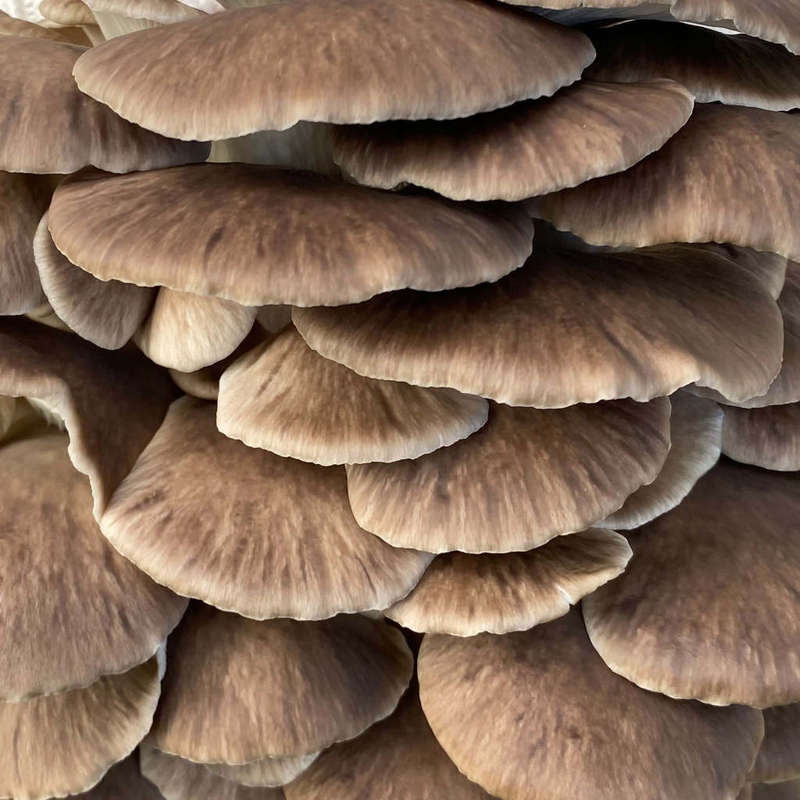 Brown Oyster mushroom grow bucket (2.5L)