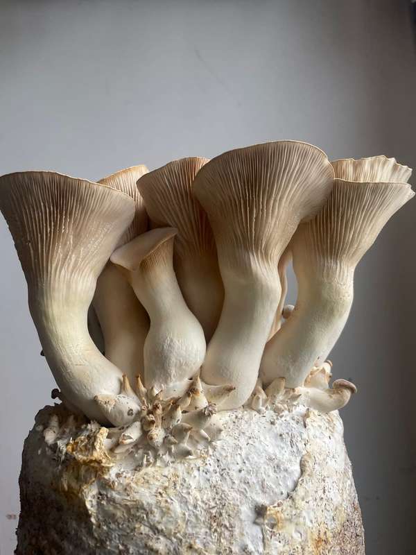 King Oyster Mushroom grow kit (2kg)