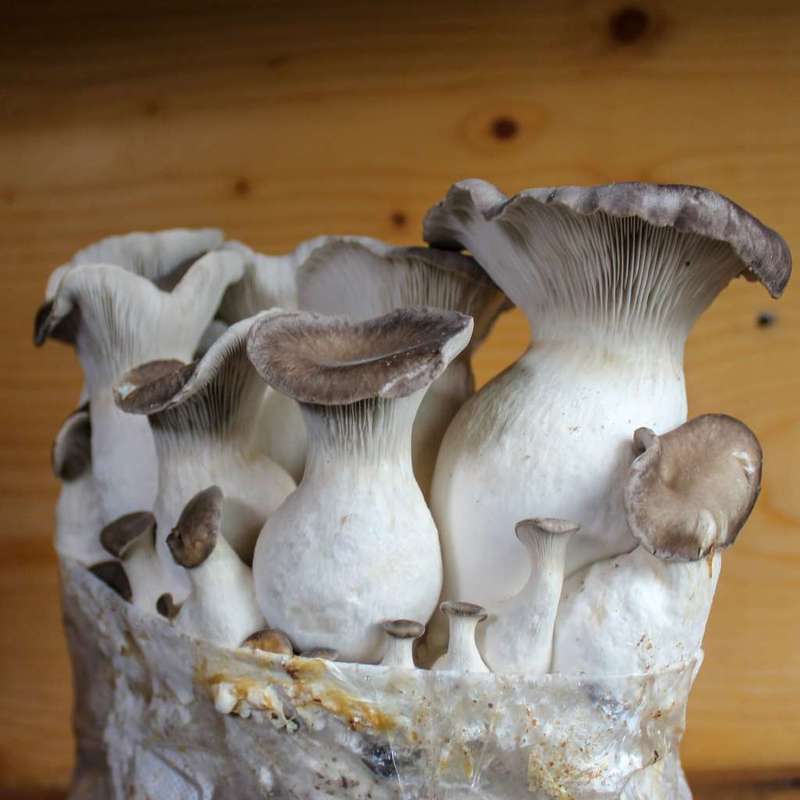 King Oyster Mushroom grow kit (2kg)