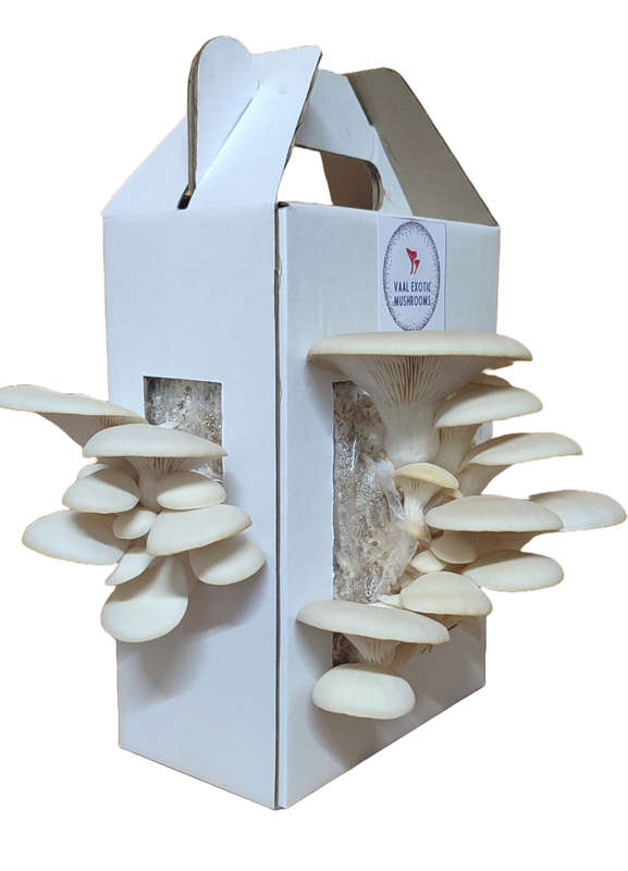 White Oyster Mushroom Grow Box - Kit