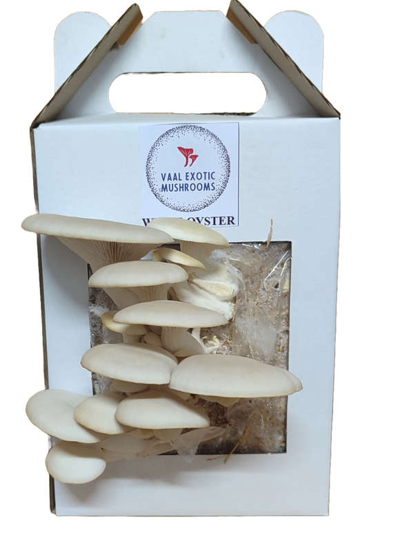 White Oyster Mushroom Grow Box - Kit