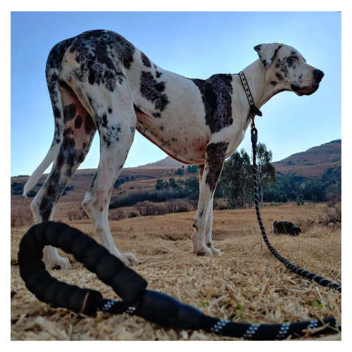 Yowie  Dog Leash / Lead  Heavy Duty, 1.8M Long, Padded Handle (Blue)
