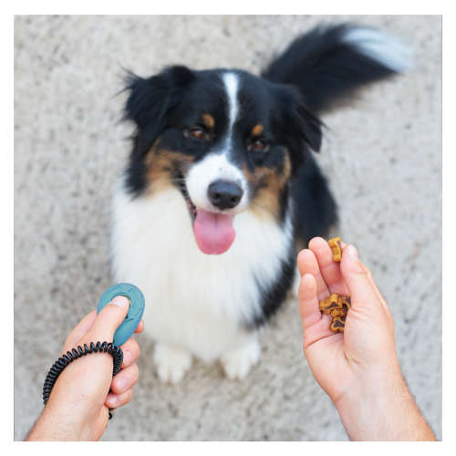 Little Weasel Pets Dog Training Clicker with Wrist Strap - Blue