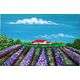 FRENCH LAVENDER FIELDS .SA ARTIST JESSIE MEIER.300X300.