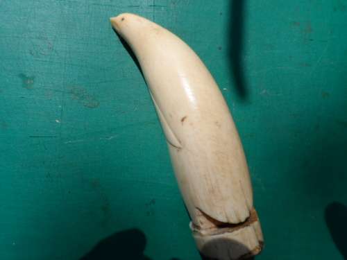 SPERM WHALE TOOTH (CARVED)