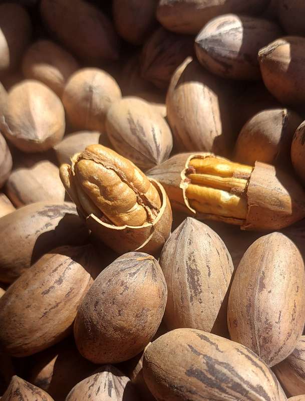 Farm fresh just picked pecan nuts last of season few kgs left until next year
