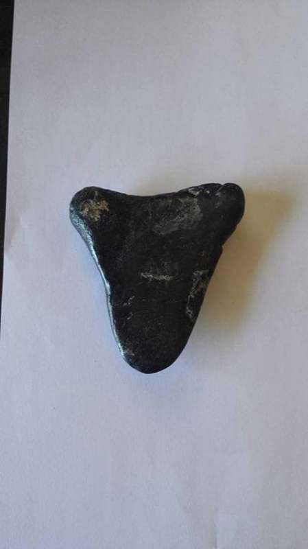 MEGALODON Tooth - Approximately 7 cm by 7 cm. Condition as per photos