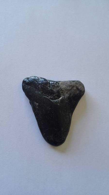 MEGALODON Tooth - Approximately 7 cm by 7 cm. Condition as per photos