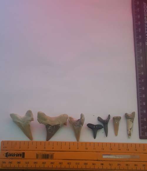 Fossilized shark teeth