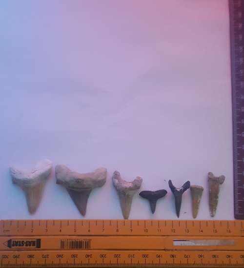 Fossilized shark teeth