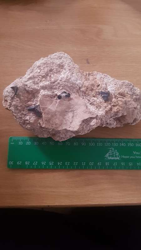 Fossilized shark teeth in matrix