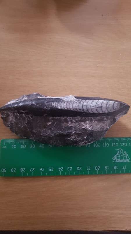 Beleminite Fossil