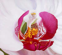 LIMITED EDITION GICLEE PRINT ON IMPORTED GERMAN CANVAS - `ORCHID` - ARLENE McDADE - VERY GOOD PRICE!