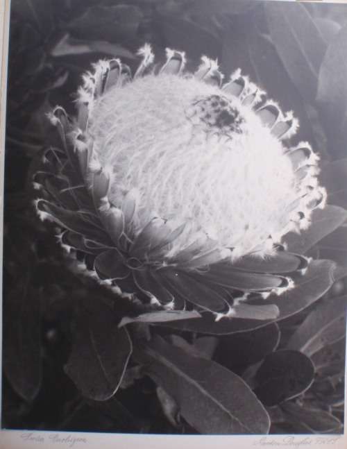 VINTAGE - AWARD WINNING ORIGINAL PHOTO PRINT BY GORDON DOUGLAS - CIRCA 1950's - PROTEA