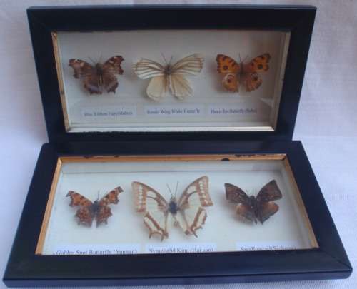 BUTTERFLY COLLECTION:  TWO BUTTERFLY BOXES - CAN BE HUNG ON WALL - LOVELY!!!