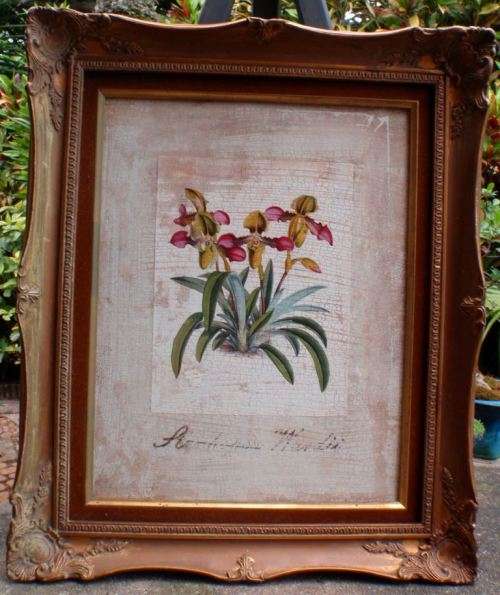 VINTAGE EFFECT - BEAUTIFUL ANTIQUED PRINT OF SLIPPER ORCHIDS IN FABULOUS ORNATE FRAME.