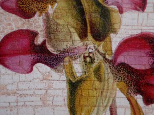 VINTAGE EFFECT - BEAUTIFUL ANTIQUED PRINT OF SLIPPER ORCHIDS IN FABULOUS ORNATE FRAME.