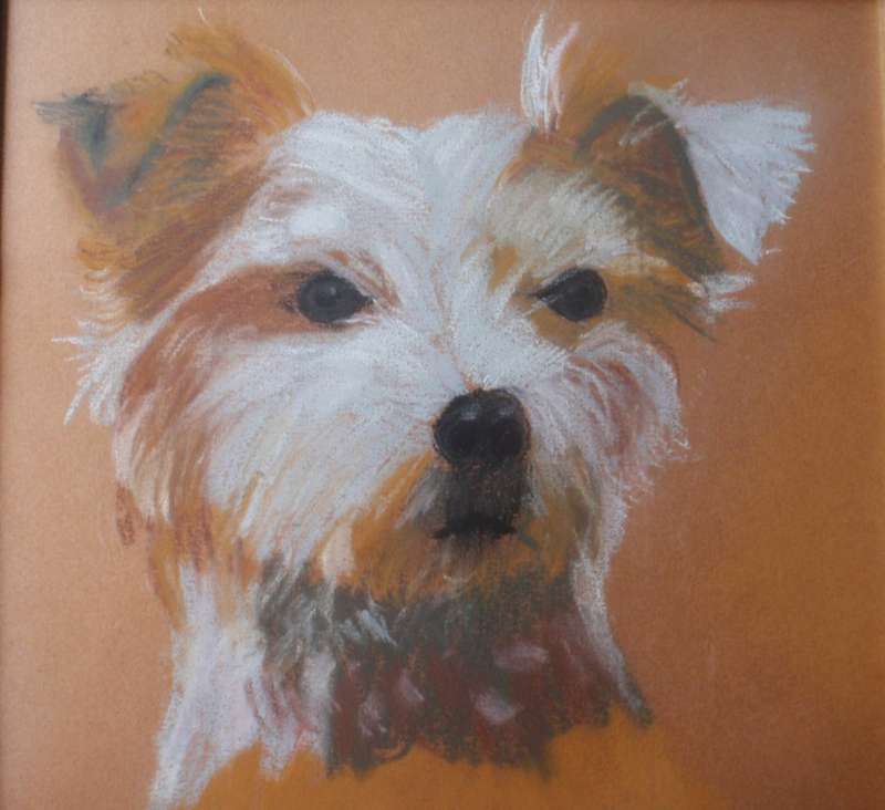 Original art, doggy pawtrait `How much is that doggy in the window` pastels.  Malcolm Miller.