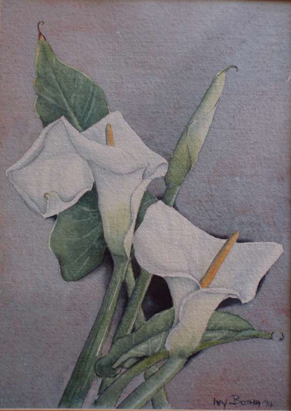 Vintage, the most beautiful original watercolour by Ivy Botha - Arum Lilies.  Dated 1974