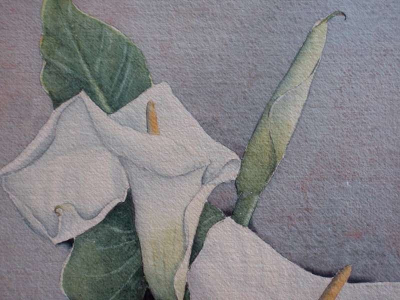 Vintage, the most beautiful original watercolour by Ivy Botha - Arum Lilies.  Dated 1974