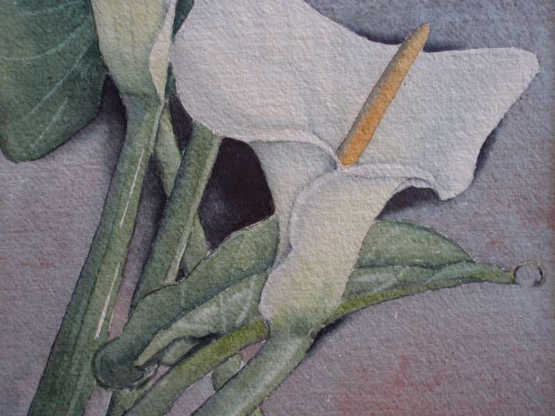 Vintage, the most beautiful original watercolour by Ivy Botha - Arum Lilies.  Dated 1974