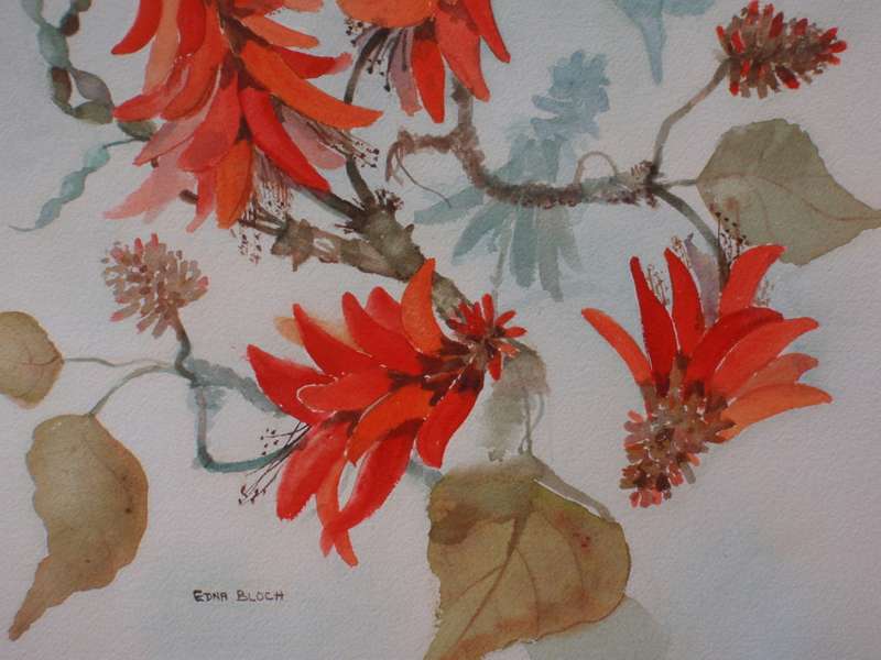 African Coral Tree - stunning original Edna Bloch watercolour.