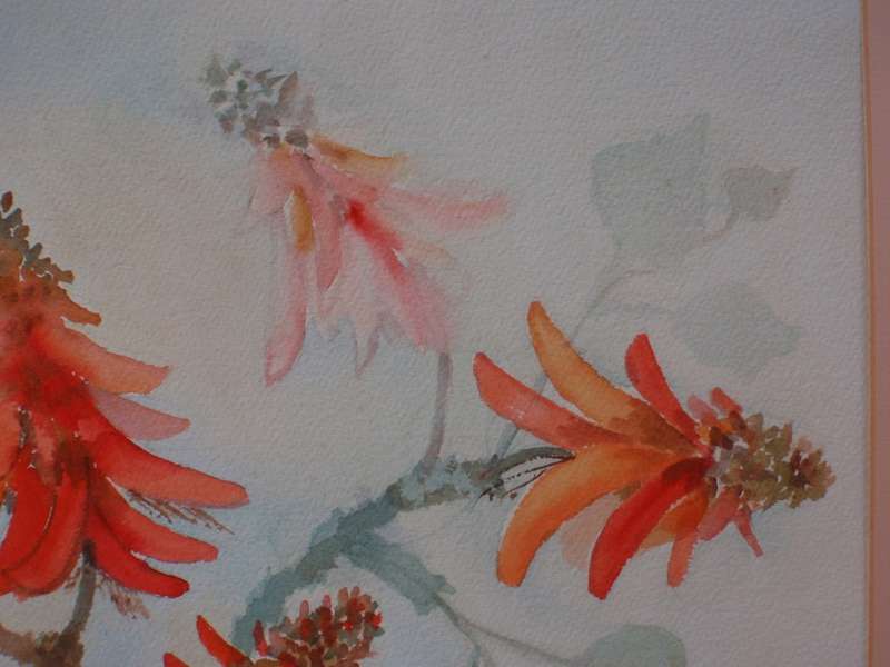 African Coral Tree - stunning original Edna Bloch watercolour.