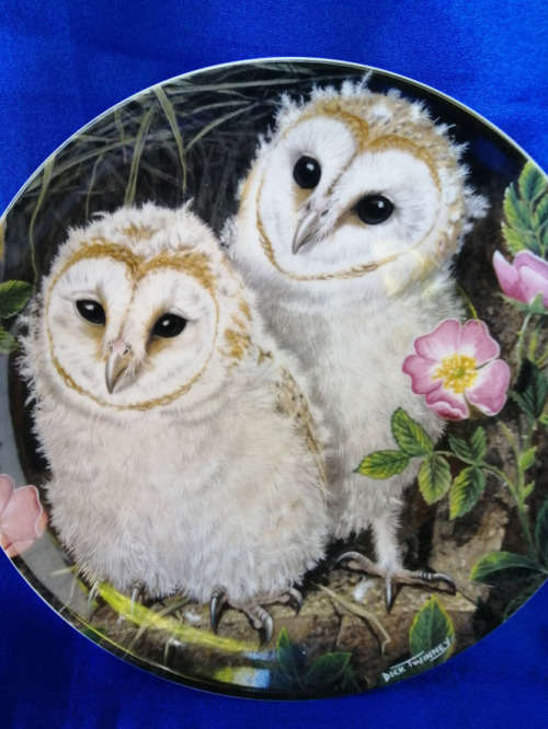 Beautiful Wedgwood China Plate The Baby Owls Series Barn Owl Chicks *
