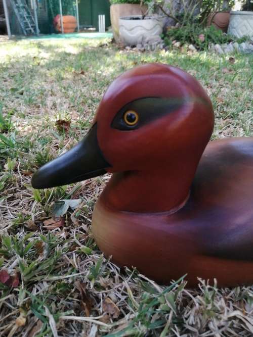 Feathers of Knysna hand made limited edition  Wooden Figurine of a Greenwinged Teal, 60 / 2000*