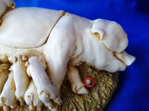 S.I.A.B English Mother Pig and Piglets secret Lid *