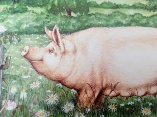 Stunning Pigs in Bloom Print `Large White` #