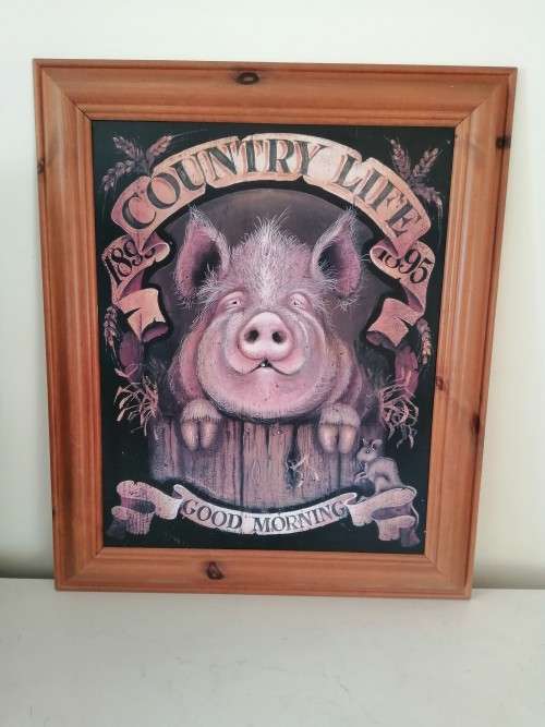 Large Pig Hog Counttry Life Print on Board Framed #